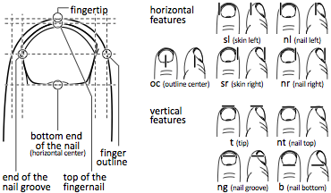 Understanding Touch: Visual features on the finger