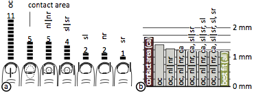 Understanding Touch: Results of Study 1: horizontal half-models